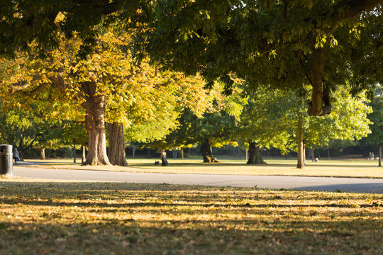 Beautiful Autumn Park Landscape. Foliage On Branches Of Big Trees Changes Color. People With Dogs Into The Distance Walking And Enjoying The Bright Sunny Weather. Panoramic No Focus View, Copy Space. 
