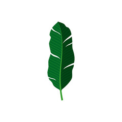 Vector illustration. Tropical leaf on white background.