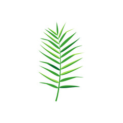 Vector illustration. Exotic leaf on white background.