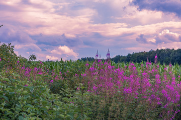 field of flowers