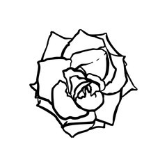 Rose Flower line drawing. Vector outline drawing art in a Trendy Minimalist Style. For the design of Logos, Invitations, posters, Postcards, prints on t-Shirts.