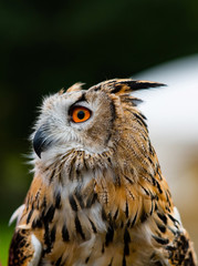 Uhu Eule Nachtjäger Augen Nahaufnahme orange lautlos Federkleid Feather Owl Harry Potter Schnabel Fang Beute Raubtier Blick Sehkraft Dunkelheit Sinne Symbol Wissenschaft Intelligenz Überlegenheit 