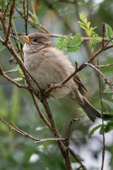 House Sparrow perched on a branch