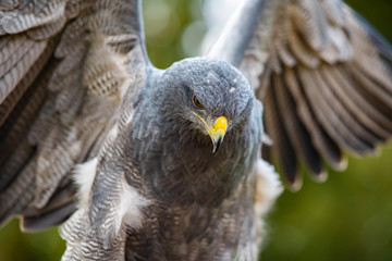Adler Greifvogel Flügel Blick König der Lüfte Blick Adleraugen Schnabel Fang Eagle Germany Bird Beute Lauern Schwingen Start Wappentier König Federkleid gleiten schweben Jagd Schönheit Würde Symbol