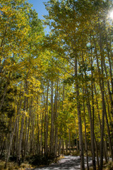 aspen trees turning yellow in early fall