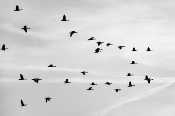 Zugvögel Formation Himmel schwarz weiß Vogelzug Jahreszeiten Keil Graustufen Wolken Abend Gänse...