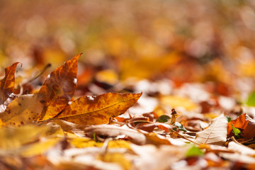 Orange ash leaves on ground against defocused forest. Autumn fall background. Colorful foliage.