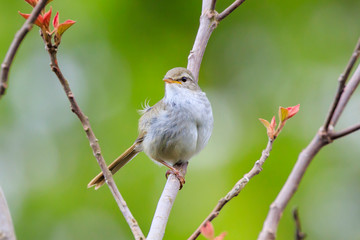 Warbler - Japanese spring bird
