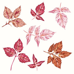 Fototapeta na wymiar Collection of vector pink autumn leaves in realistic style