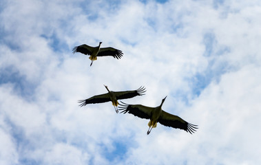 Weißstorch Ciconia Cconia Störche Himmel Zugvögel Bodensee Deutschland