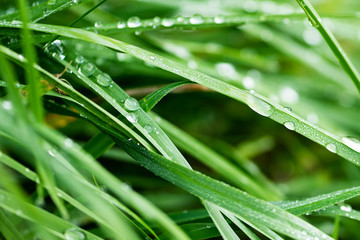 Fresh green grass with water drops after rain. Selective focus. Nature background.