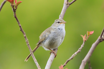 Warbler - Japanese spring bird