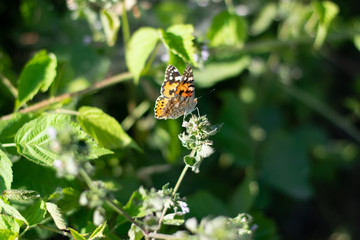 Beautiful butterfly on little flowers 2