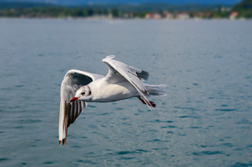 Möwe Vogel Nahaufnahme Flug fliegend Bodensee Deutschland Flügel gleiten Schwingen Wasseroberfläche Wasservogel Fische Jagd Kulturfolger weiße Federn Gefieder Nistplatz Brüten Schnabel Segeln Ufer 