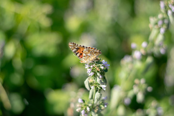 Beautiful butterfly on little flowers 1
