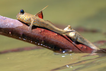 Male mudskipper on a branch