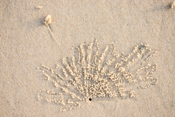 Hole and balls of bubbler crab