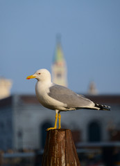 Obraz premium Möwe Silbermöwe Larus argentatus Vogel Nahaufnahme Venedig Sonnenschein Italien Seevogel Raubvogel Schnabel Federn Pfosten Canale Grande Sonne Umriss stolz Fische füttern European herring gull 