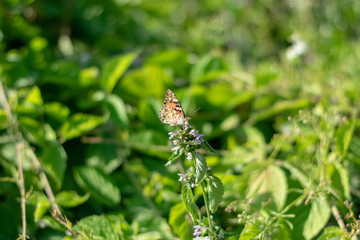 Beautiful butterfly on little flowers 3