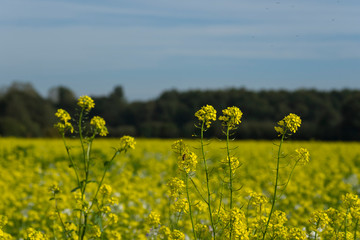Agriculture field yellow sunny day plant