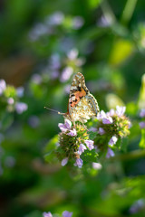 Beautiful butterfly on little flowers 4