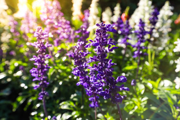 Obraz premium Gardens with the flourishing violet lavender flowers 