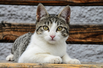 Katze Kätzchen Tierbaby Nahaufnahme Augen weiß getigert Hauskatze Raubtier Bauernhof Holzbank...