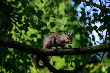 Eichhörnchen Ast Sonne London Baum Nahaufnahme Hyde Park Nüsse zahm Touristen beliebt klettern...