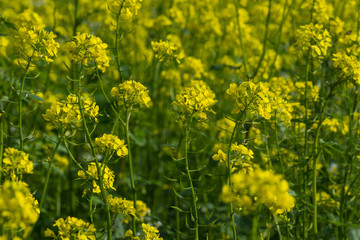 Agriculture field yellow sunny day plant