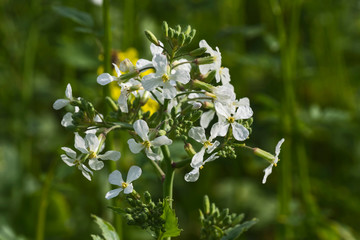 Agriculture field yellow sunny day plant