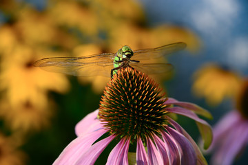 Blaugrüne Mosaikjungfer Aeshna cyanea Teich Gewässer Großlibelle Echinacea purpurea Purpur Sonnenhut Nahaufnahme Makro Deutschland Sauerland Blüte Blume Ausblick Jagd Räuber geschützt bedroht