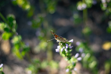 Beautiful butterfly on little flowers 7