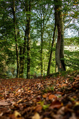 Wald Herbst Bäume Laub Sonnenlicht Abend Sauerland Iserlohn Deutschland Licht Sonne Boden Froschperspektive herabgefallen bunt Teppich rascheln Früchte Trockenheit Förster Wanderung Weg Spaziergang