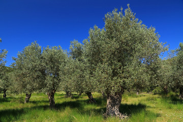 Fototapeta na wymiar Olive grove, Sourpi, Magnesia, Thessaly, Greece