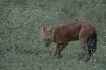 a asian wild dog or indian wild dog or red dog or whistling dog or dhole (cuon alpinus) in mudumalai national park in tamilnadu in india. this park is a part of nilgiri biosphere reserve