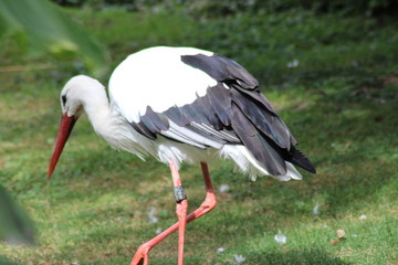 Storch läuft