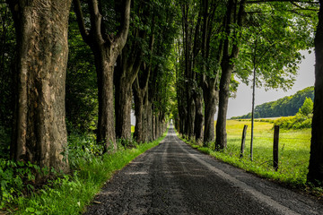 Obraz premium Allee Straße Bäume Fluchtpunkt Sommer Landschaft Wuppertal Bergisches Land Deutschland Weg Idyll Gutshof Bauernhof Zaun Stämme Begrenzung Geschichte Richtung Ziel 
