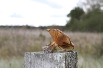 nature, snail, animal, shell, tree, wood, mushroom, slow, macro, brown, fungus, wildlife, forest, green, bird, natural, plant, food, summer, garden, wild, closeup, slimy