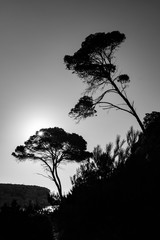 Bäume Gegenlicht Mallorca schwarz weiß Pinien Silhouetten Sonne Graustufen Himmel Cala del Moro Santanyi Küste Naturschutzgebiet Stämme Idyll Hintergrund Stimmung Hang Emotion Urlaub Kontrast