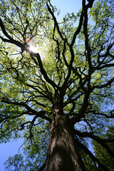 Eiche Astwerk Äste Baumkrone Sonne Sommer Laub Denkmal Sauerland Hemer Hönnetal Wandern Trekking...