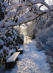 WInterlandschaft Sauerland Schnee Weihnachten Bäume Natur Idyll Sonnenlicht Äste Zweige...