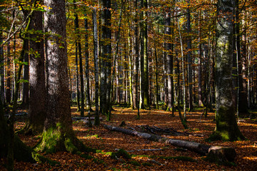 Wald Lichtstimmung Herbst Laubfärbung Berchtesgaden Nationalpark Königssee Deutschland Natur St. Bartholomä Bayern Naturschutzgebiet Buchen Wanderung Eiskapelle Watzmann Ausflug Ache
