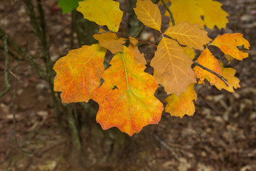 Naklejka na ściany i meble Quercus rubra colorful autumnal leaves detail