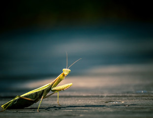 praying mantis on blue background