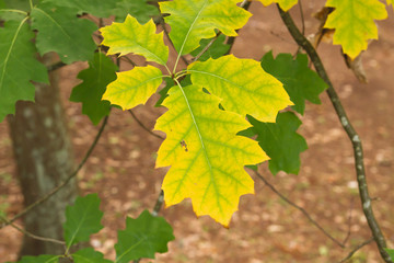 Quercus rubra autumnal leaves close up