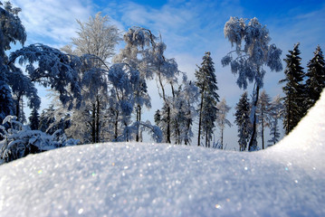 WInterlandschaft Sauerland Schnee Weihnachten Bäume Natur Idyll Wiblingwerde Deutschland Baumreihe verschneit Kulisse Äste Last Kristlle blauer Himmel Fichten Idyll Seasons Greetings