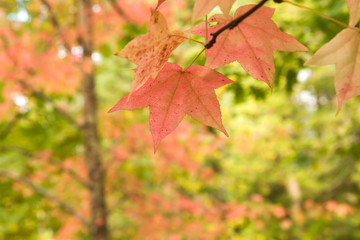Fototapeta premium Detail of liquidambar red autumnal leaves