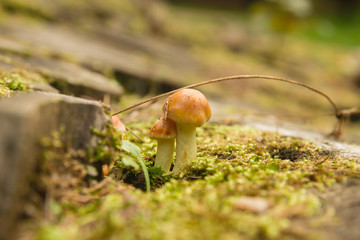 Two hypholoma mushrooms growing on the green moss