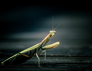 praying mantis