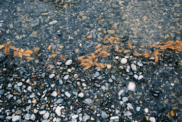 Piedras y hojas mojadas